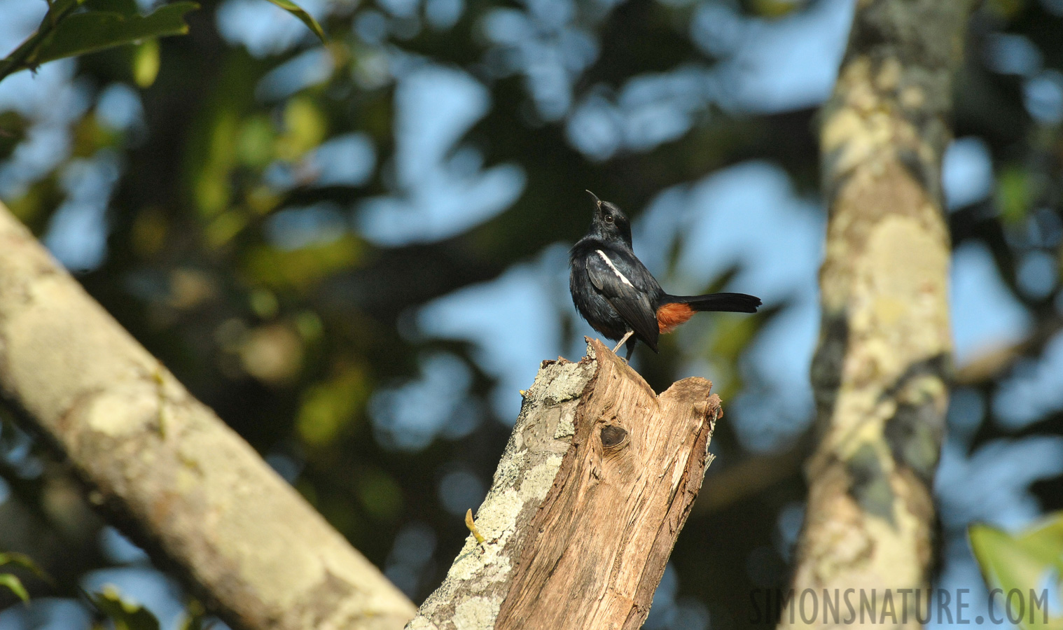 Copsychus fulicatus leucopterus [550 mm, 1/2500 Sek. bei f / 8.0, ISO 2500]